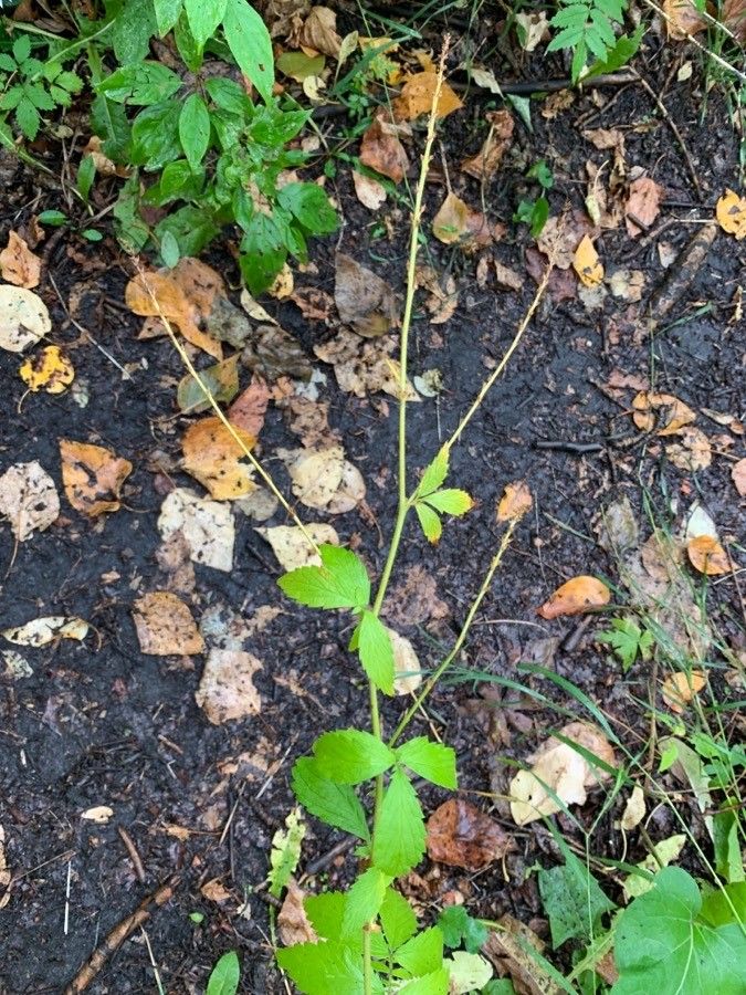 Agrimonia gryposepala leaf