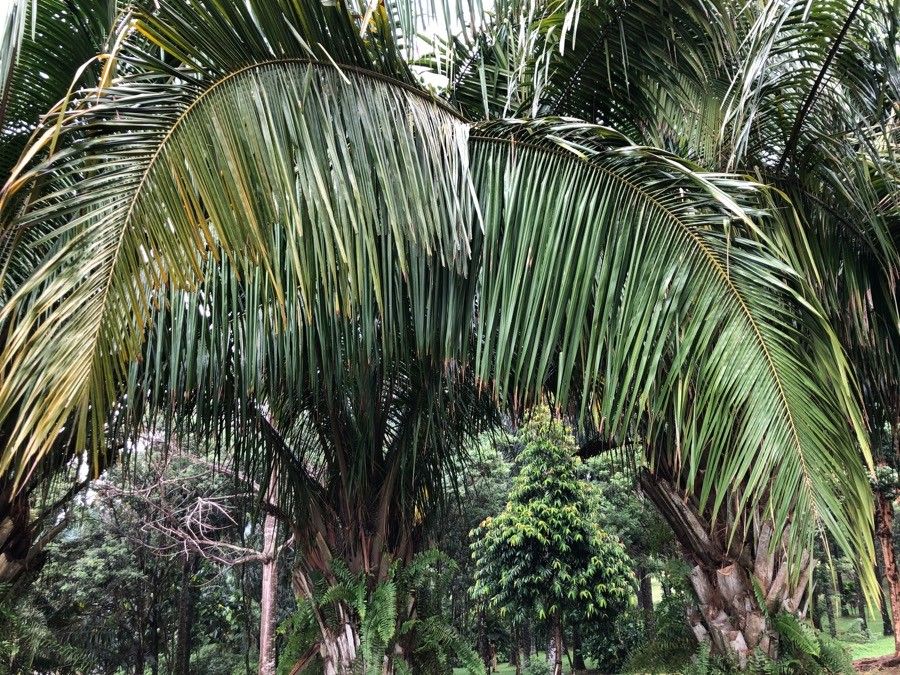 Attalea cohune — related species from the same genus