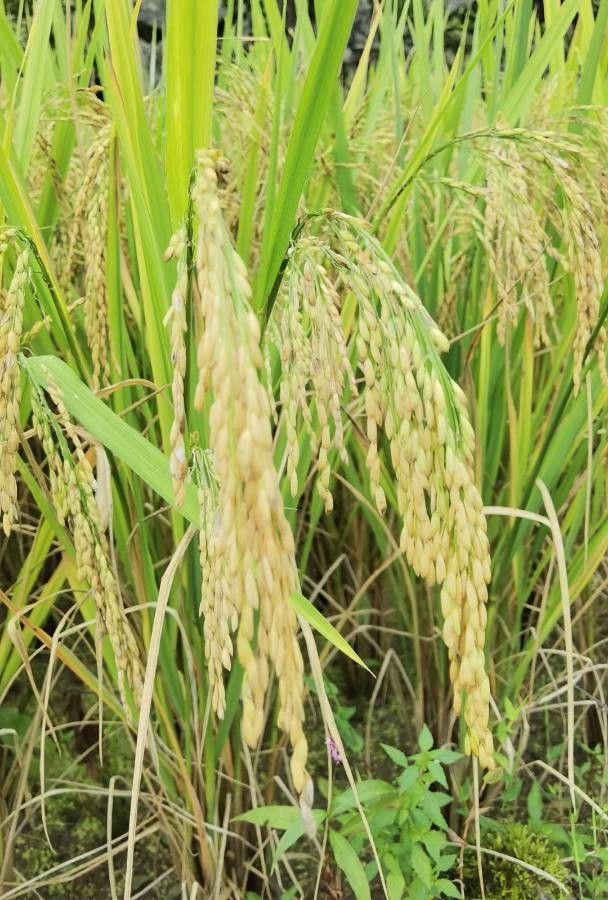 Oryza sativa fruit