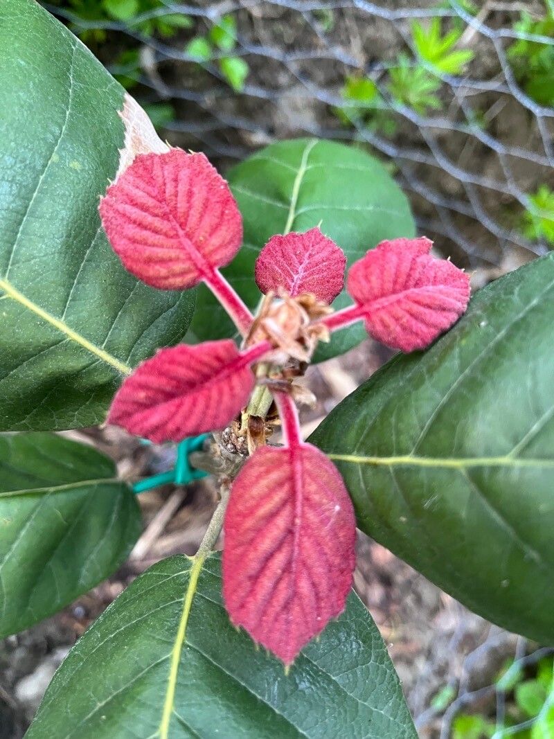 Quercus tarahumara leaf