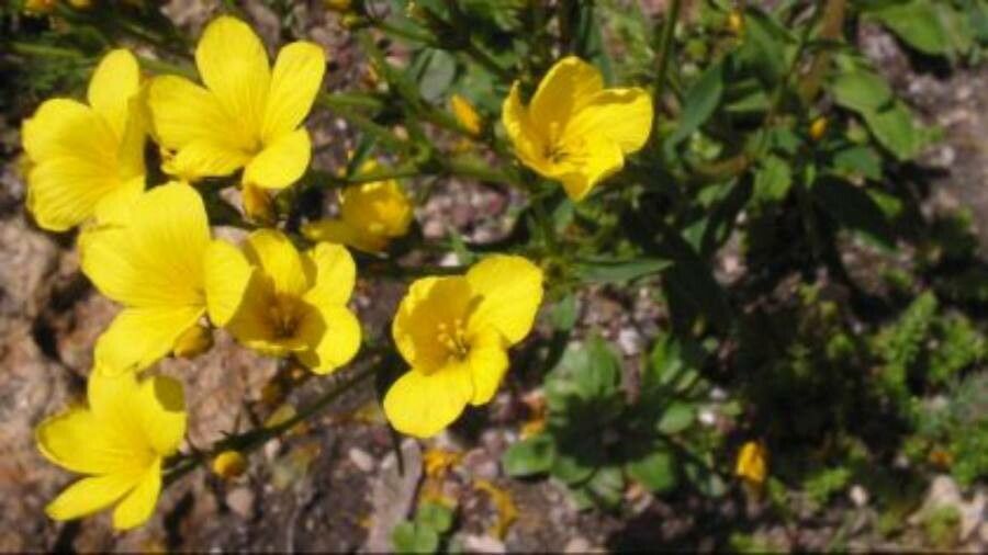 Linum dolomiticum — search result for 'Linum'