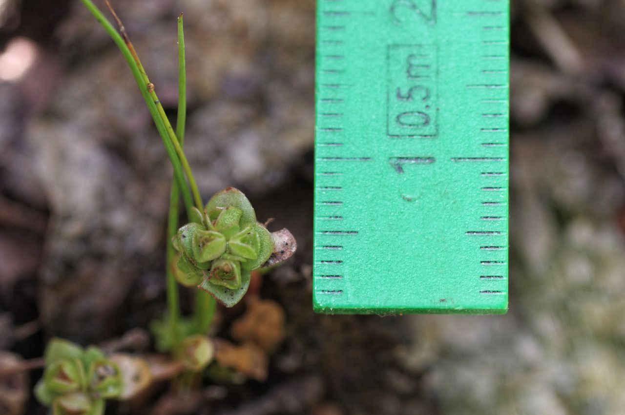 Elatine brochonii fruit