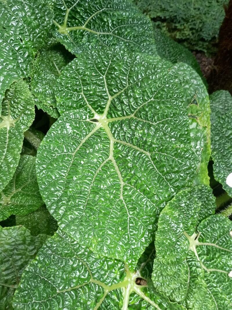 Begonia gehrtii — search result for 'Begonia'