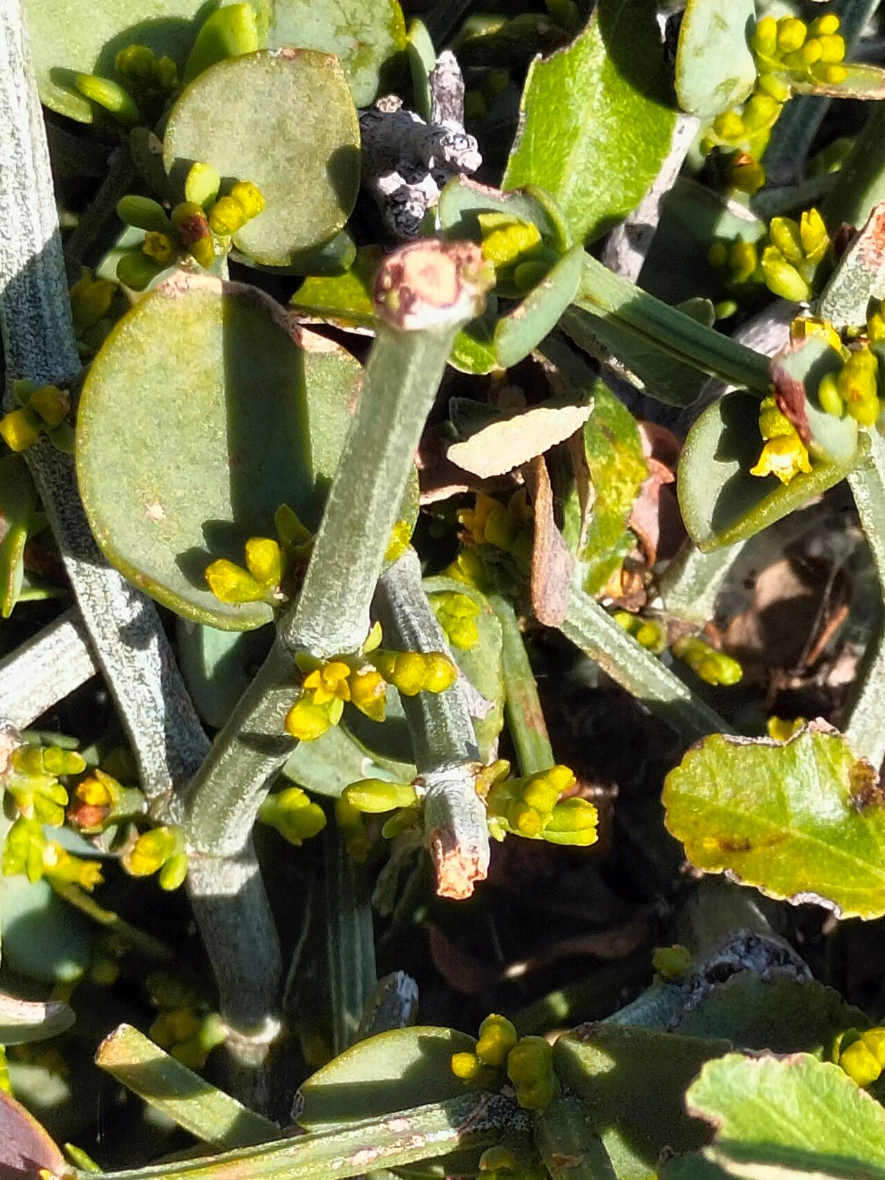 Viscum rotundifolium bark