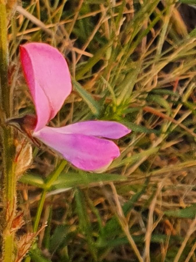 Tephrosia reptans flower