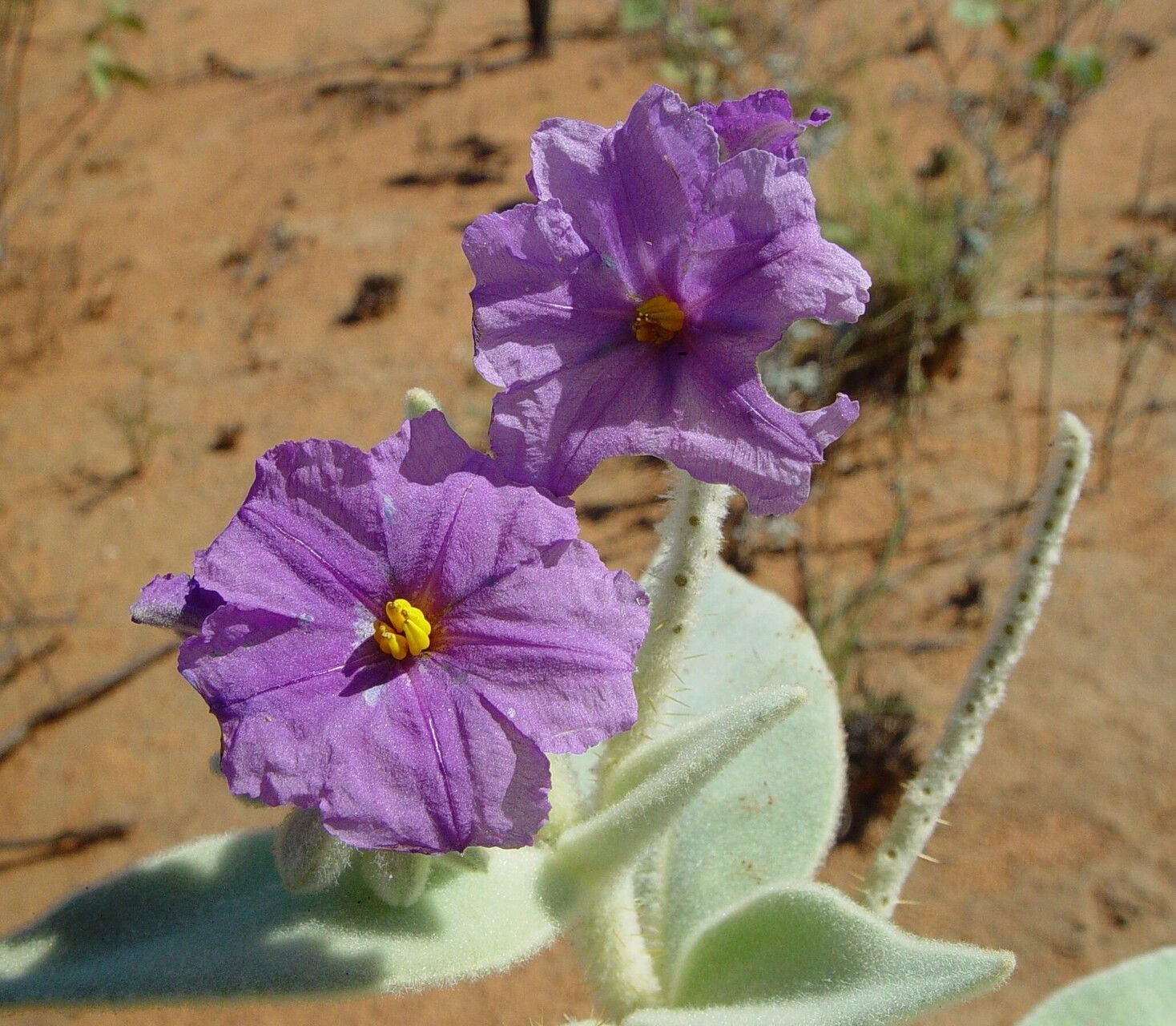 Solanum beaugleholei flower