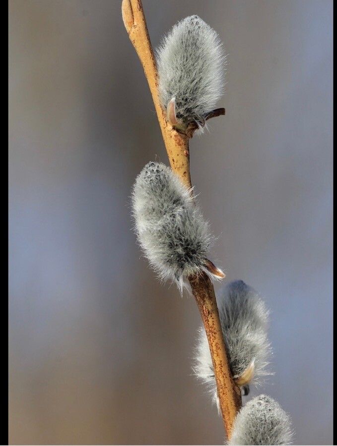Salix discolor fruit