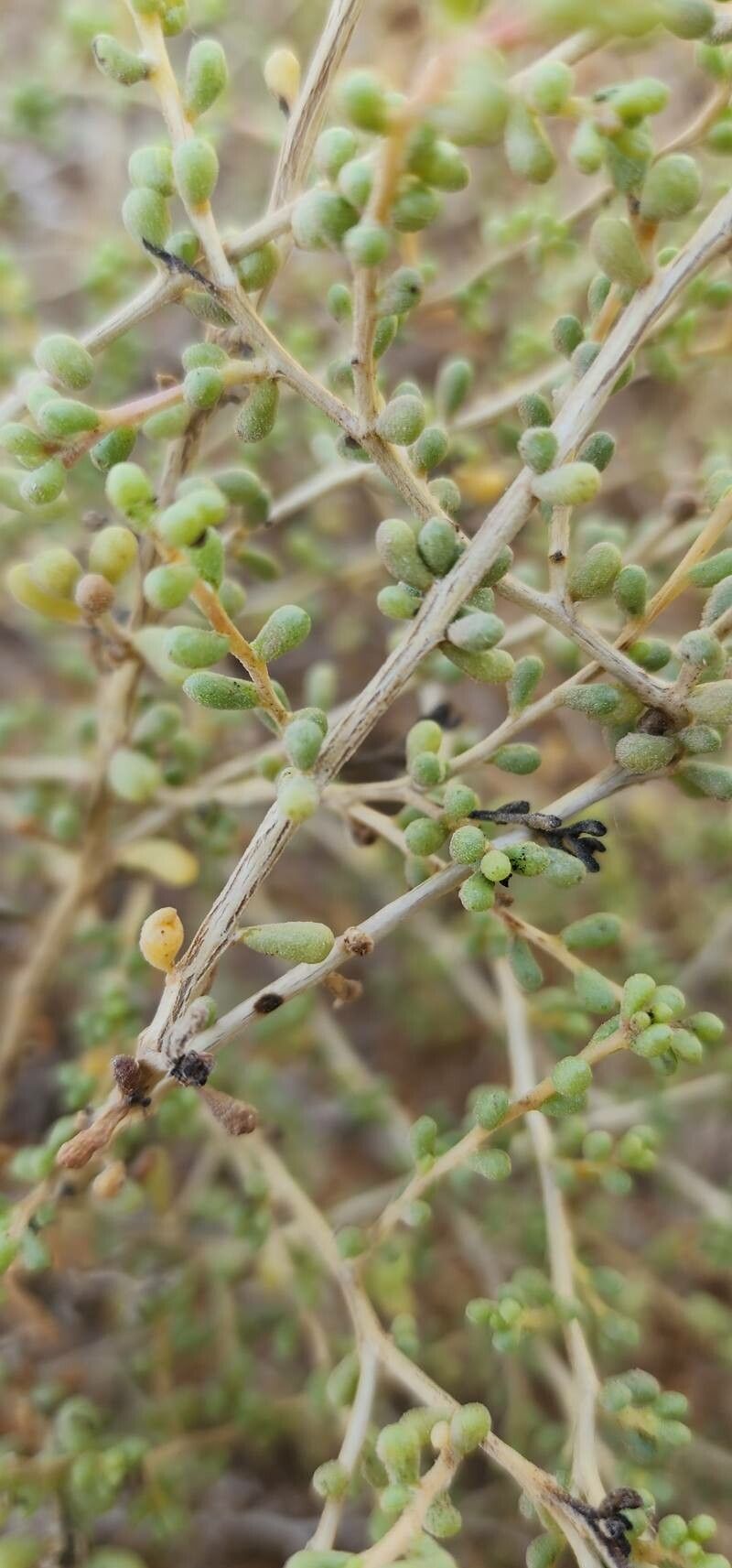 Salsola drummondii bark