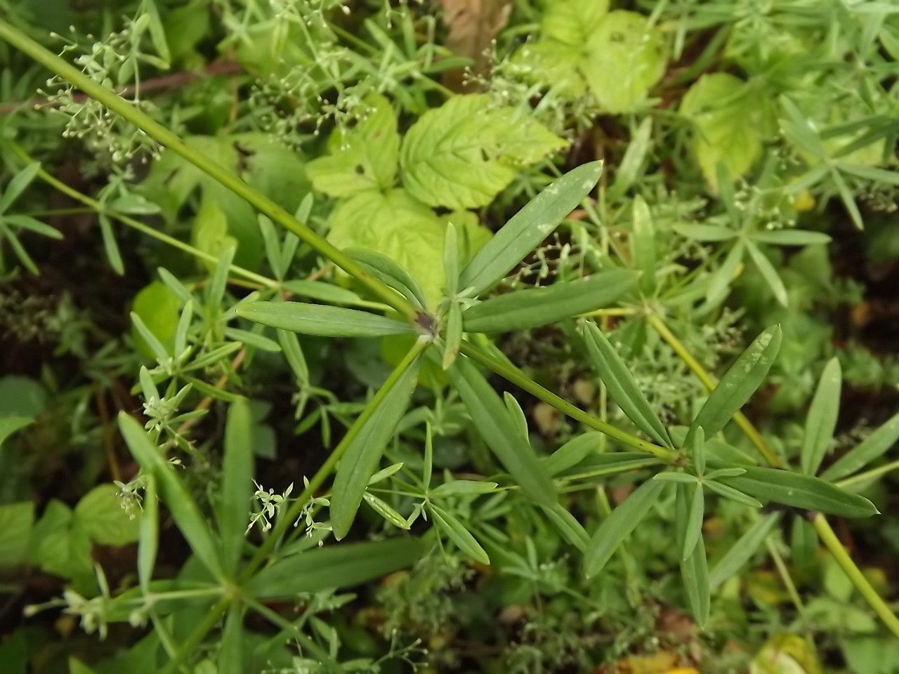 Galium laevigatum habit