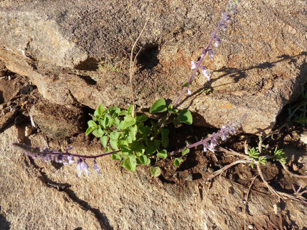 Plectranthus lanuginosus — search result for 'Plectranthus'