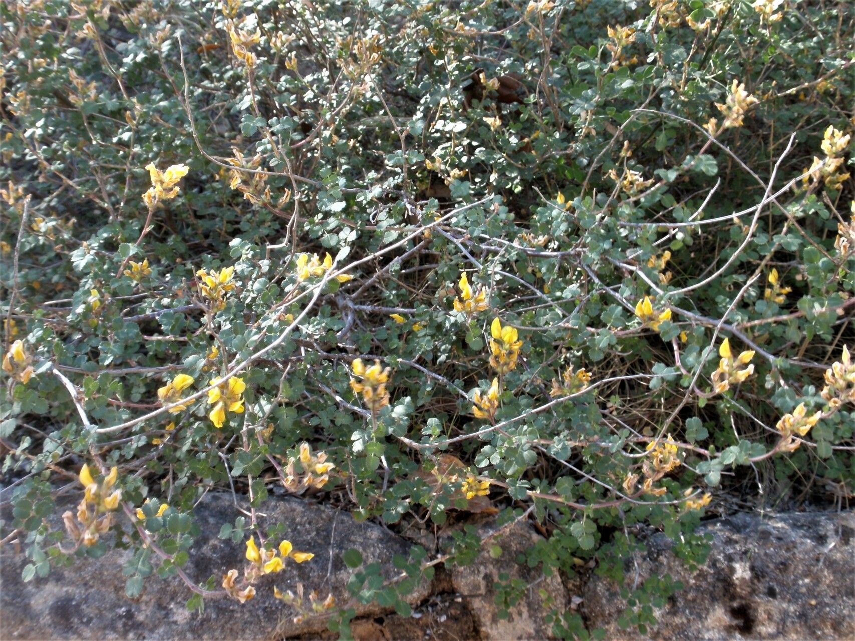 Ononis aragonensis flower