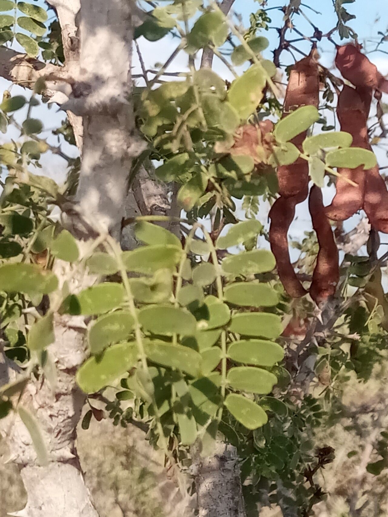 Mimosa grandidieri — search result for 'Mimosa'