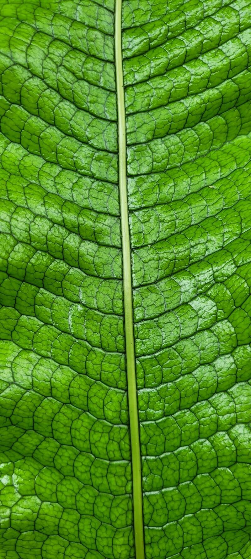 Thelypteris gymnopteridifrons leaf