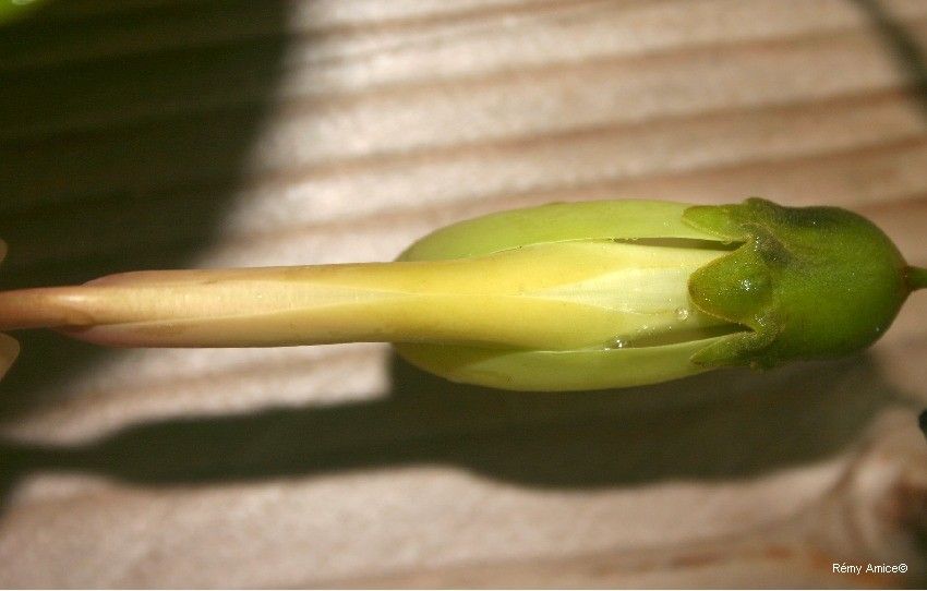 Mucuna neocaledonica fruit