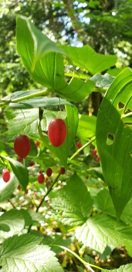 Streptopus lanceolatus fruit