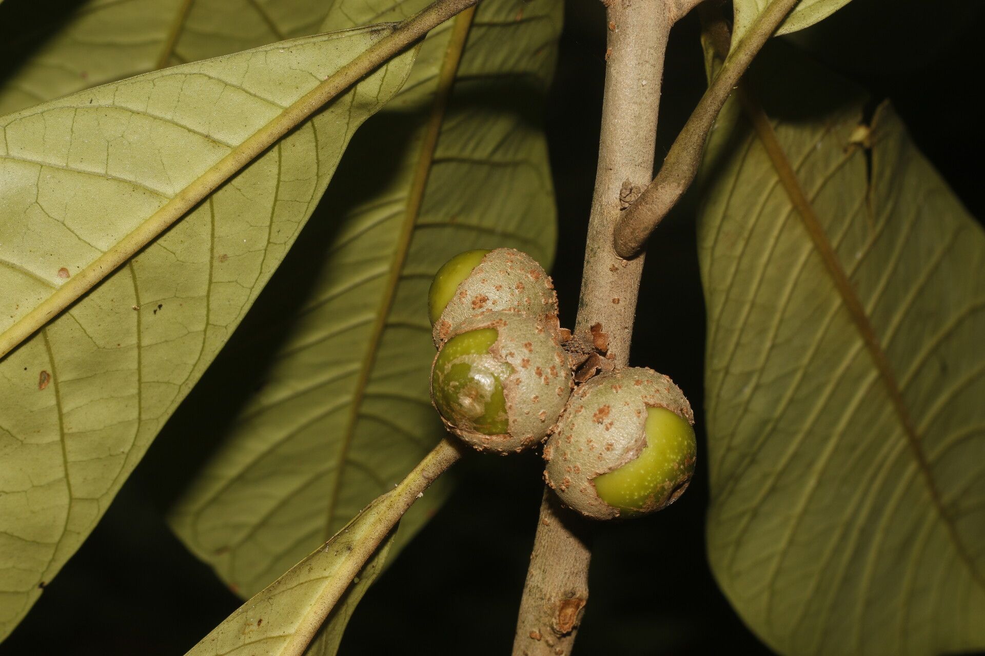 Aegiphila anomala fruit