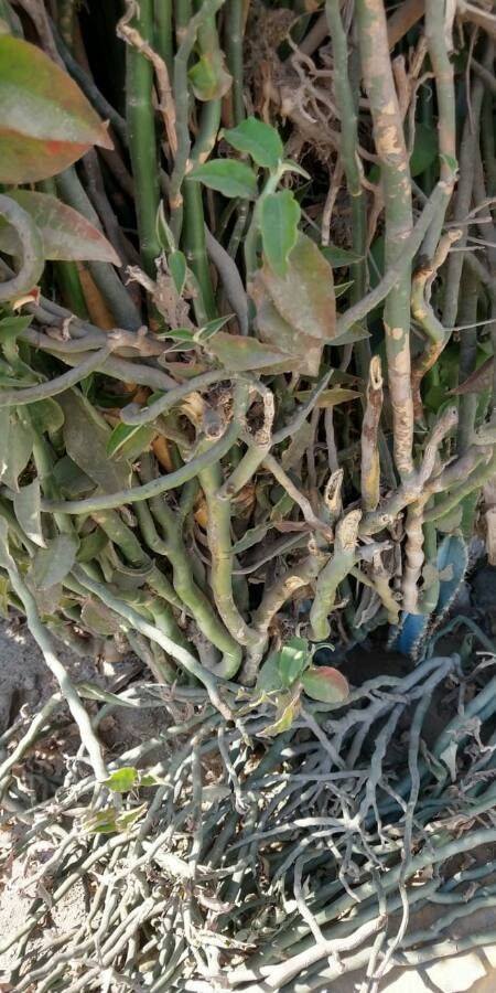 Bulnesia retamo bark