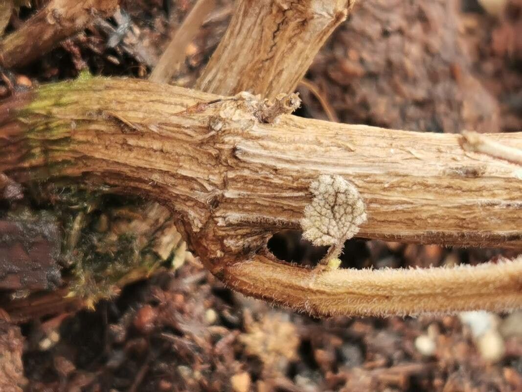 Salvia semiatrata bark