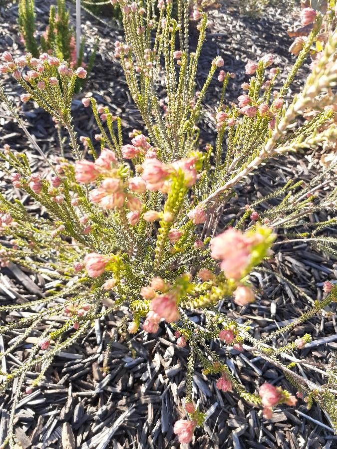 Erica cerinthoides — search result for 'Lesotho'