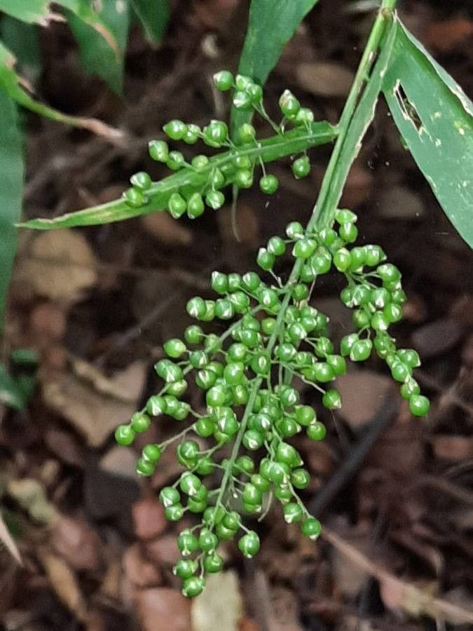 Lasiacis ruscifolia flower