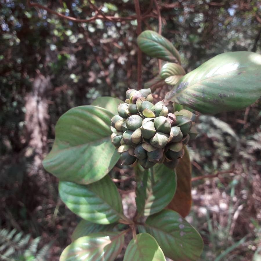 Tetracera billardierei fruit