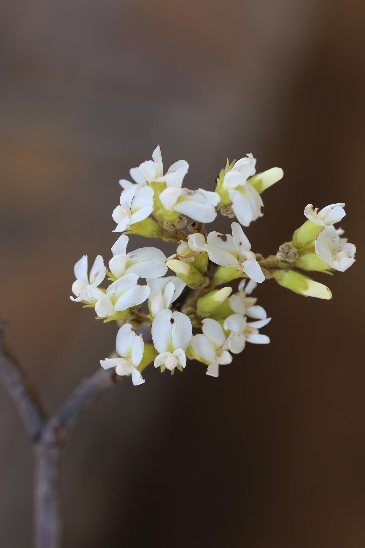 Dalbergia nitidula flower