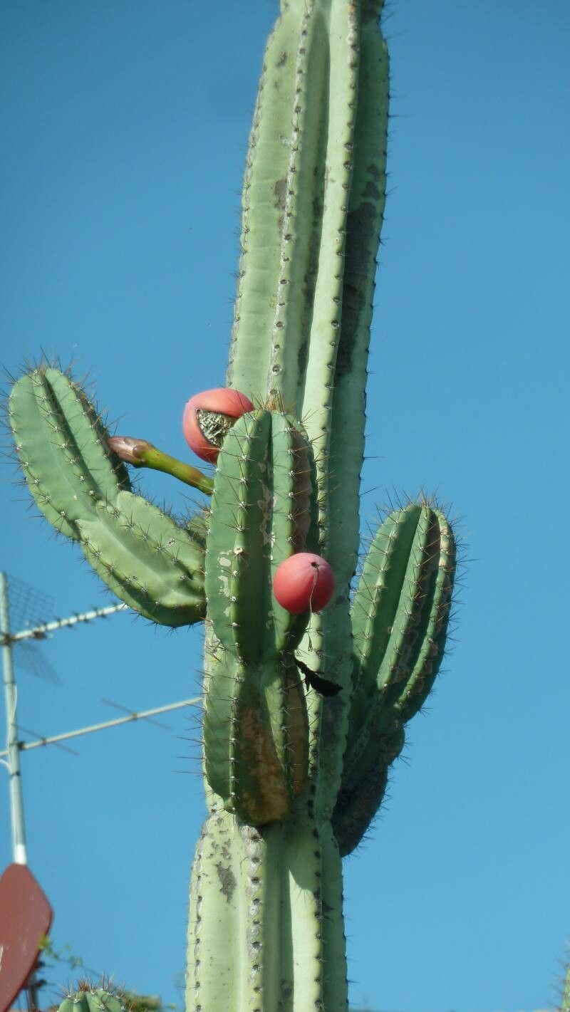 Cereus jamacaru fruit