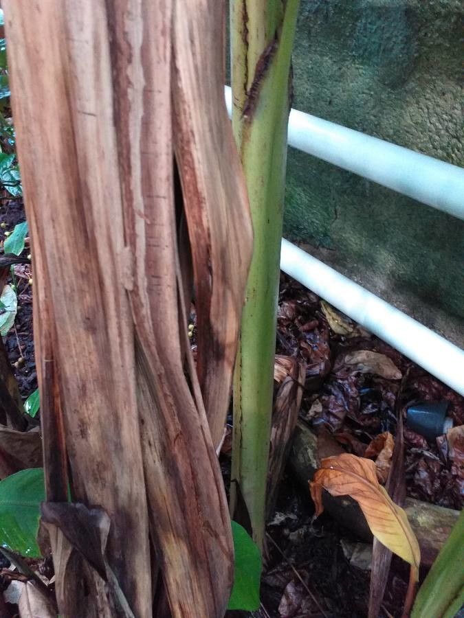 Musa beccarii bark
