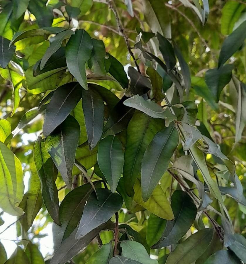 Eugenia pyriflora — houseplant care guide