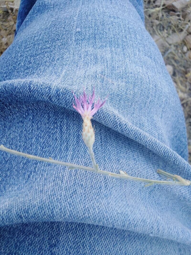 Centaurea damascena — houseplant care guide