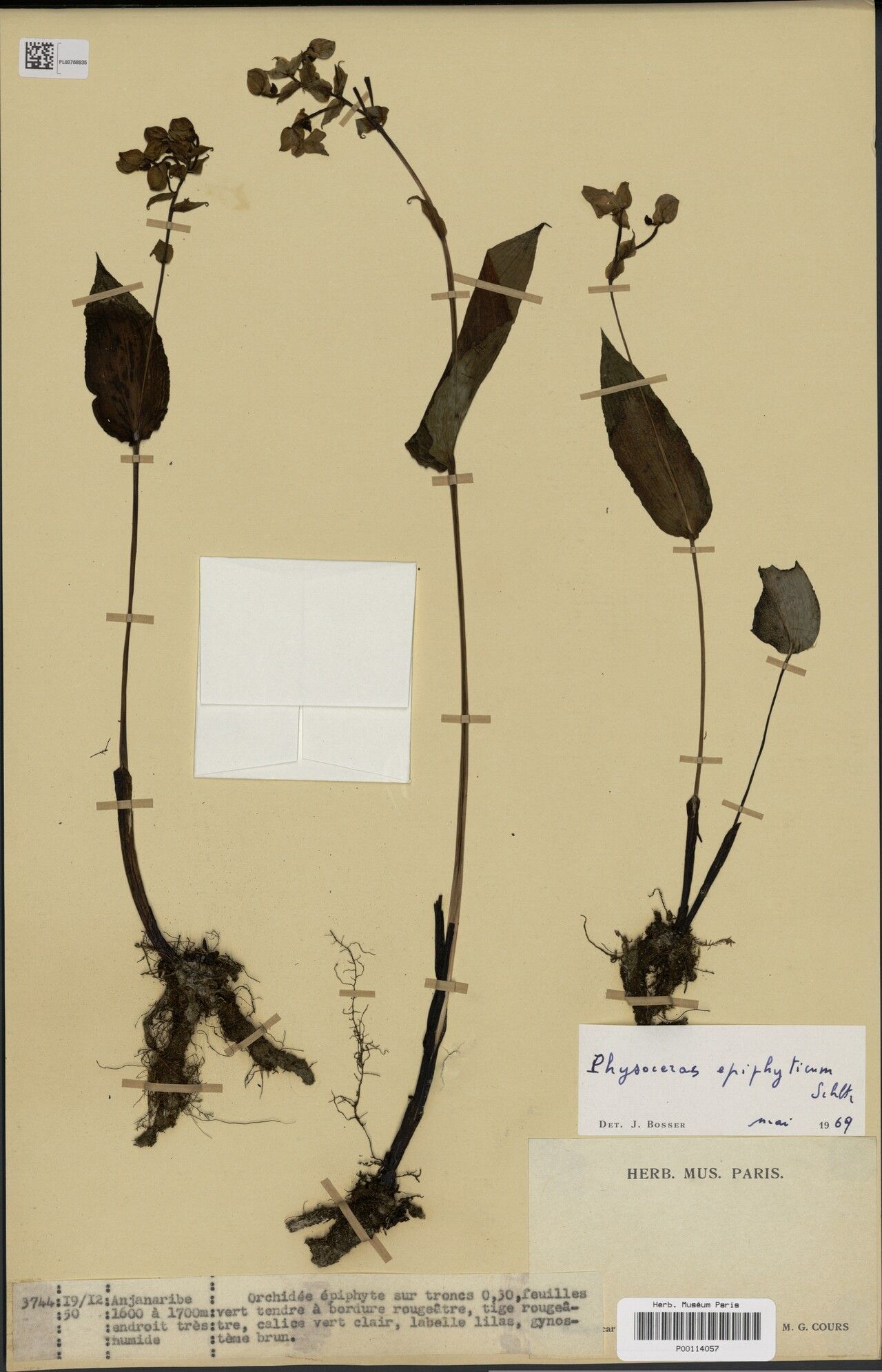 Cynorkis epiphytica — houseplant care guide