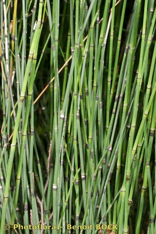 Equisetum × trachyodon bark
