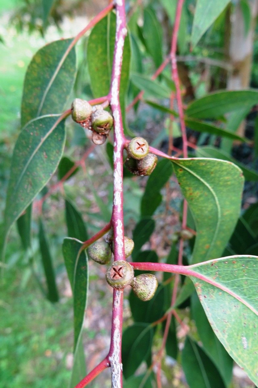 Eucalyptus ovata fruit