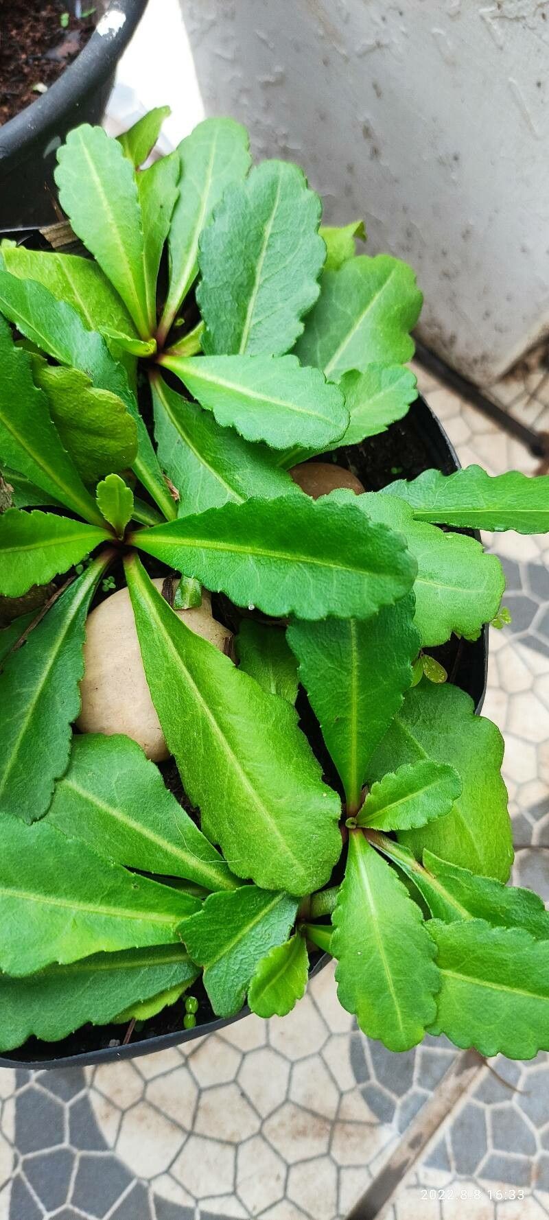 Wulfenia baldaccii leaf