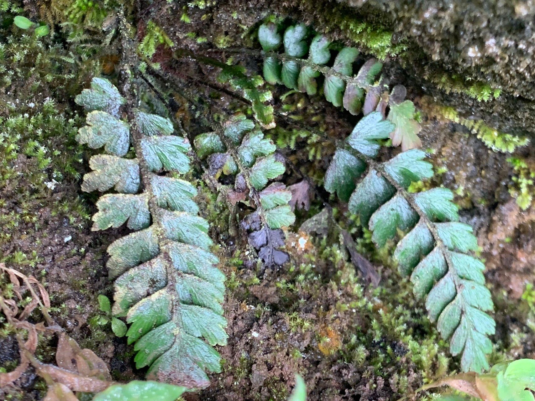 Asplenium dodecaploideum — houseplant care guide