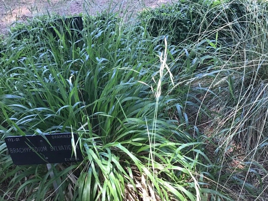 Helictotrichon filifolium fruit