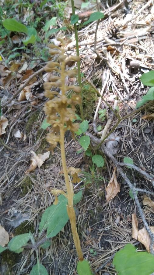 Neottia nidus-avis — search result for 'Orchidaceae'