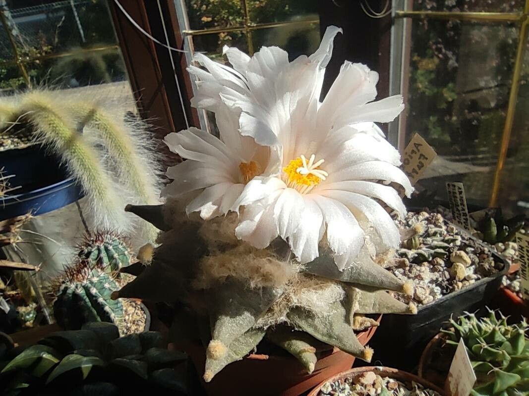 Ariocarpus retusus flower