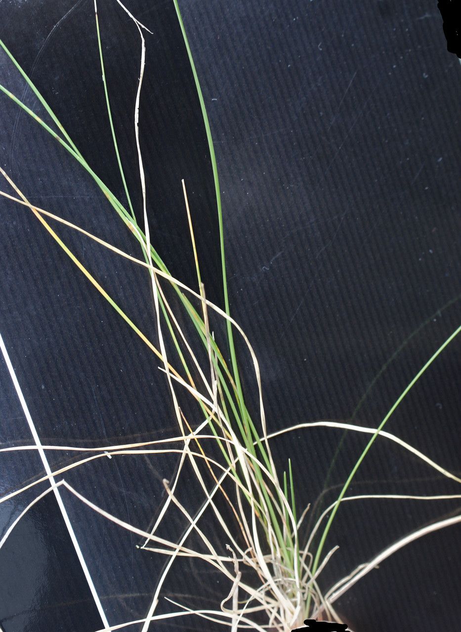 Festuca armoricana habit