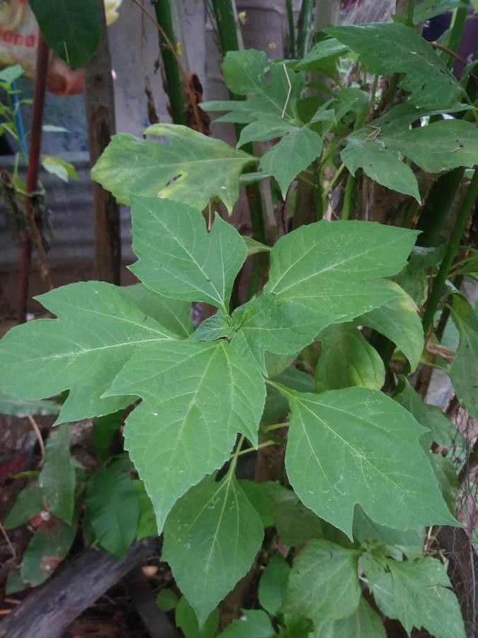 Tithonia diversifolia — search result for 'Perennial tropical plant'