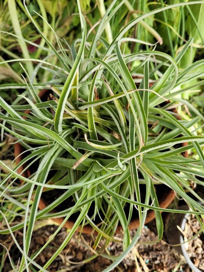 Hechtia tillandsioides — search result for 'Bromeliaceae'