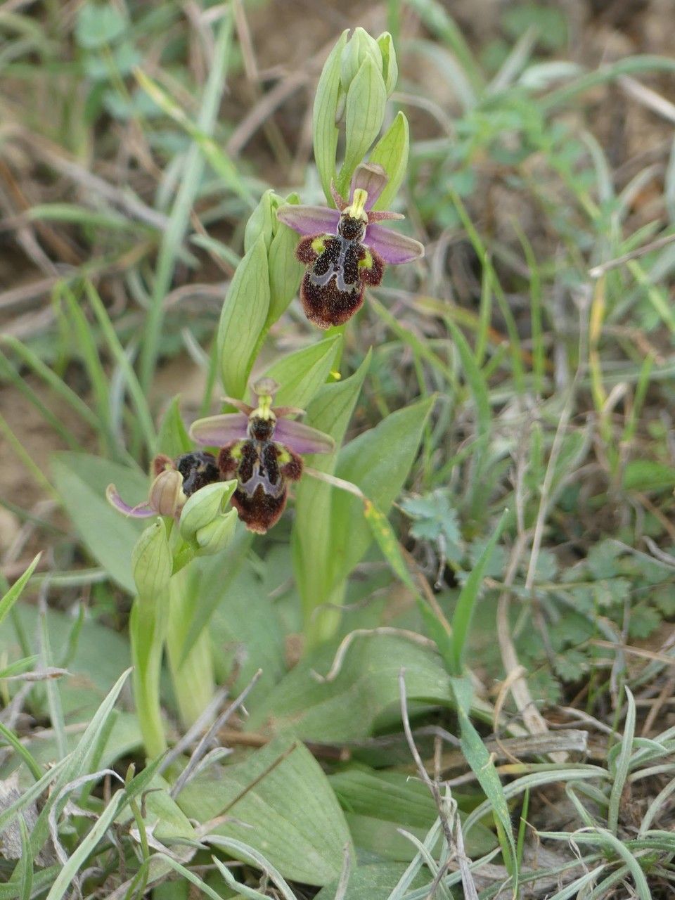 Ophrys x castroviejoi habit