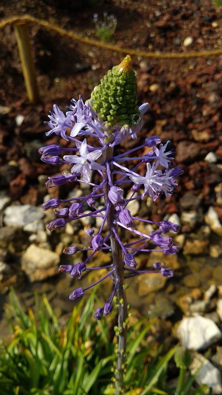 Zagrosia persica flower