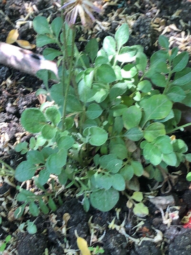 Psephellus bellus leaf