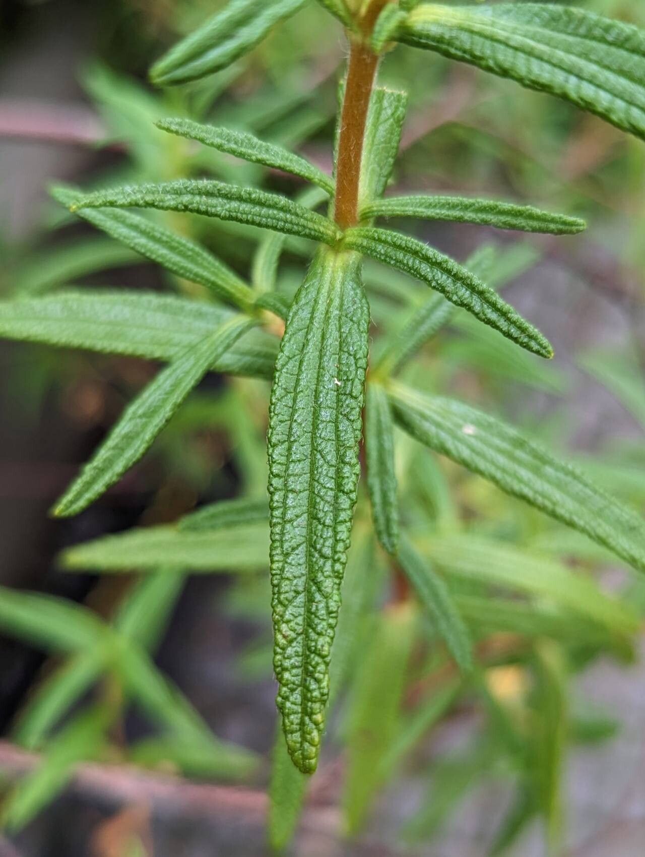 Cistus munbyi — search result for 'Cistus'