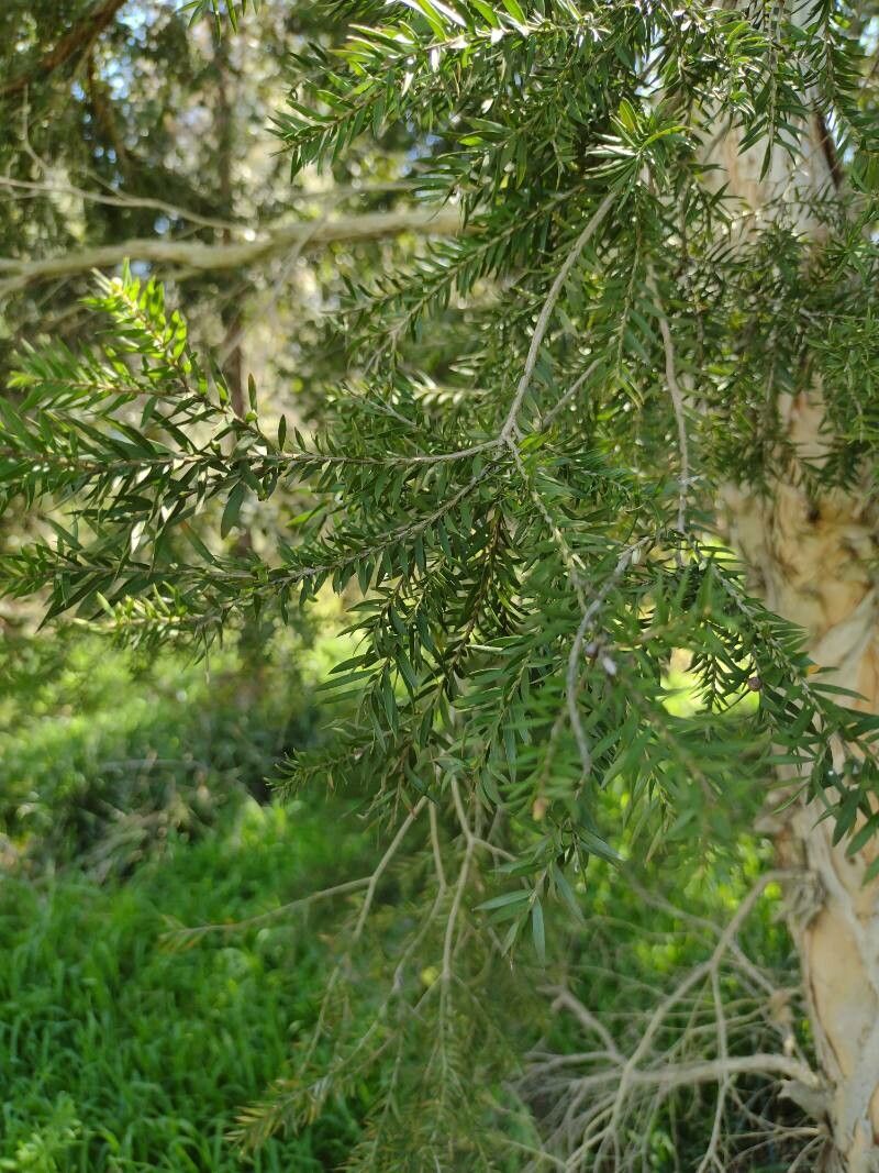 Melaleuca sieberi — houseplant care guide