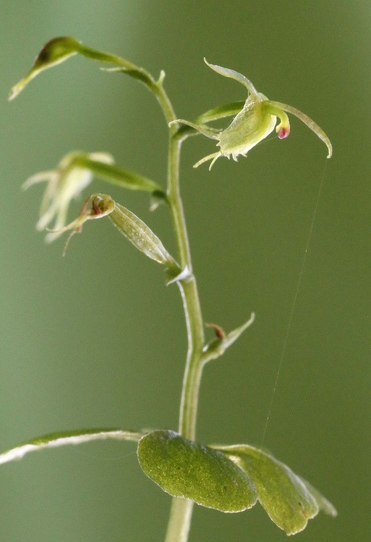 Acianthus amplexicaulis fruit
