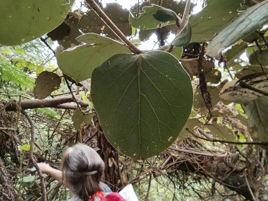 Monimia rotundifolia — houseplant care guide