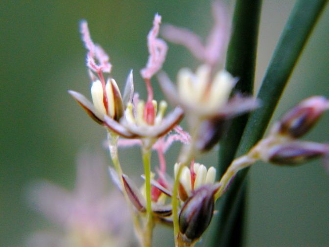 Juncus pictus — houseplant care guide