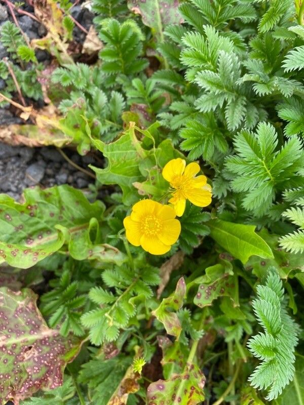 Ranunculus eschscholtzii flower
